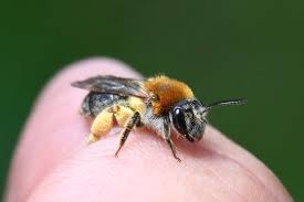 Attēlu rezultāti vaicājumam “Andrena haemorrhoa”