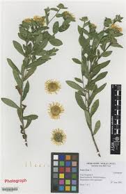 Image result for Inula hirta