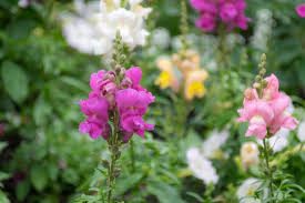 Attēlu rezultāti vaicājumam “Antirrhinum majus leaf”