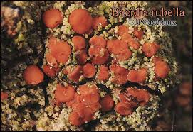 Attēlu rezultāti vaicājumam “Bacidia rubella”