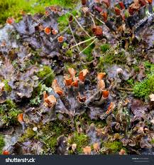 Attēlu rezultāti vaicājumam “Peltigera extenuata”