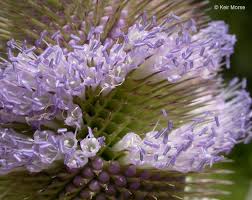 Attēlu rezultāti vaicājumam “Dipsacus fullonum flower”