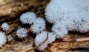 Attēlu rezultāti vaicājumam “Ceratiomyxaceae”