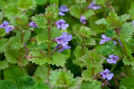 Attēlu rezultāti vaicājumam “Glechoma hederacea leaf”