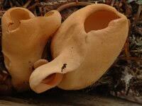 Attēlu rezultāti vaicājumam “Otidea leporina”