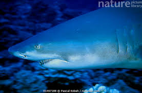 Image result for Negaprion acutidens