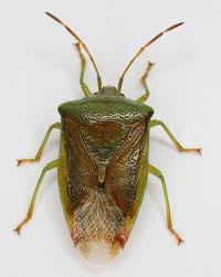 Attēlu rezultāti vaicājumam “Elasmostethus interstinctus nymph”