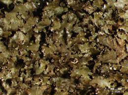 Attēlu rezultāti vaicājumam “Melanohalea exasperata”