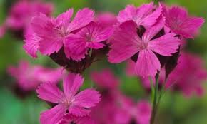 Image result for Dianthus carthusianorum