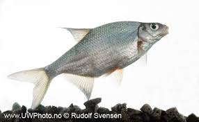 Image result for Blicca bjoerkna