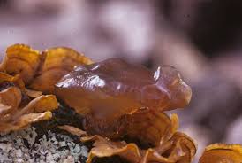 Attēlu rezultāti vaicājumam “Exidia recisa”