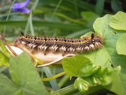 Attēlu rezultāti vaicājumam “Euthrix potatoria imago”