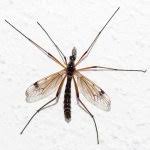 Attēlu rezultāti vaicājumam “Dictenidia bimaculata male”