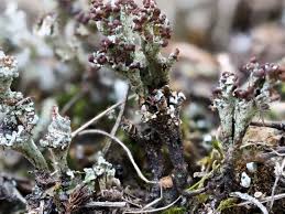 Attēlu rezultāti vaicājumam “Cladonia phyllophora”