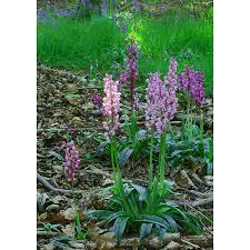 Attēlu rezultāti vaicājumam “Orchis mascula leaf”