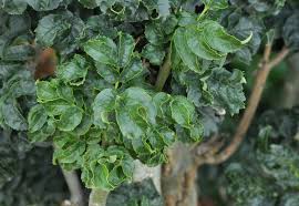 Attēlu rezultāti vaicājumam “Fraxinus excelsior leaf”