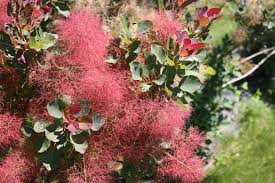 Attēlu rezultāti vaicājumam “Cotinus coggygria flower”