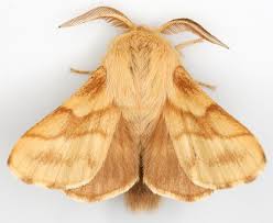 Attēlu rezultāti vaicājumam “Malacosoma castrensis”