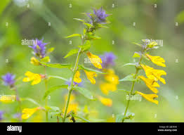 Attēlu rezultāti vaicājumam “Melampyrum nemorosum leaf”