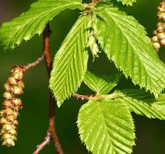 Attēlu rezultāti vaicājumam “Carpinus”