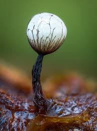 Attēlu rezultāti vaicājumam “Cribraria argillacea young”