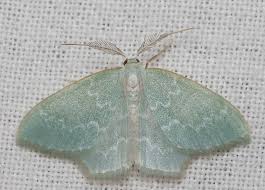 Attēlu rezultāti vaicājumam “Jodis putata”