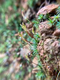 Attēlu rezultāti vaicājumam “Pleuridium subulatum sporophyte”