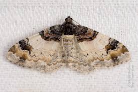 Attēlu rezultāti vaicājumam “Catarhoe cuculata”