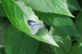 Attēlu rezultāti vaicājumam “Celastrina argiolus female”