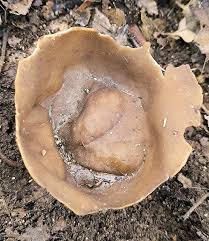 Attēlu rezultāti vaicājumam “Helvella acetabulum”