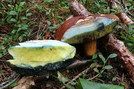 Attēlu rezultāti vaicājumam “Boletales”