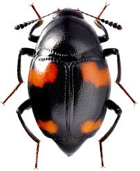 Attēlu rezultāti vaicājumam “Scaphidium quadrimaculatum”