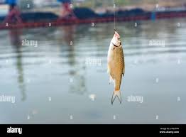 Image result for Rutilus heckelii