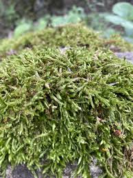 Attēlu rezultāti vaicājumam “Chaenotheca brachypoda”