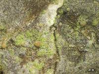 Attēlu rezultāti vaicājumam “Arthonia spadicea”