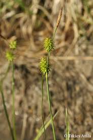 Attēlu rezultāti vaicājumam “Carex lepidocarpa”
