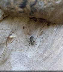 Attēlu rezultāti vaicājumam “Fuligo licentii”