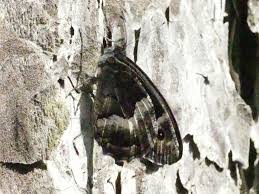 Attēlu rezultāti vaicājumam “Hipparchia alcyone underside”