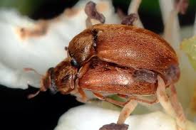 Attēlu rezultāti vaicājumam “Byturus tomentosus”