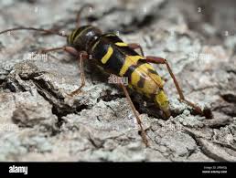 Attēlu rezultāti vaicājumam “Plagionotus detritus”