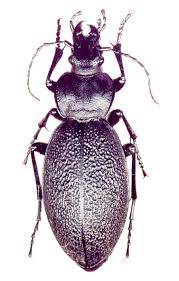 Attēlu rezultāti vaicājumam “Carabus coriaceus”