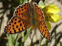 Attēlu rezultāti vaicājumam “Issoria lathonia”