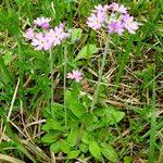 Attēlu rezultāti vaicājumam “Primula farinosa fruit”