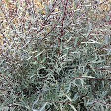 Attēlu rezultāti vaicājumam “Salix x doniana”