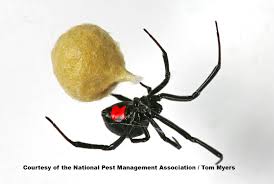 Image result for spider