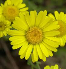 Image result for Färberkamille