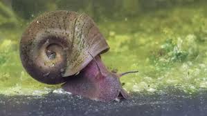 Attēlu rezultāti vaicājumam “Planorbidae”