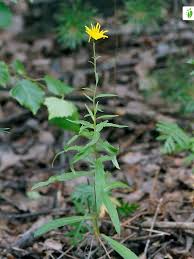 Attēlu rezultāti vaicājumam “Hieracium umbellatum flower”
