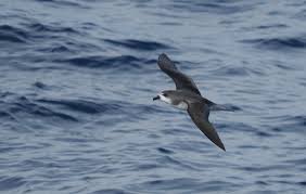 Image result for Pterodroma feae