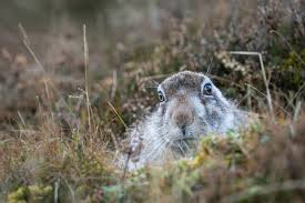 Attēlu rezultāti vaicājumam “Lepus timidus”